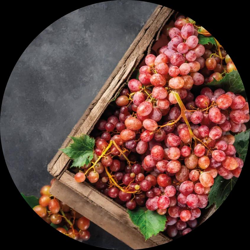 French Grapes