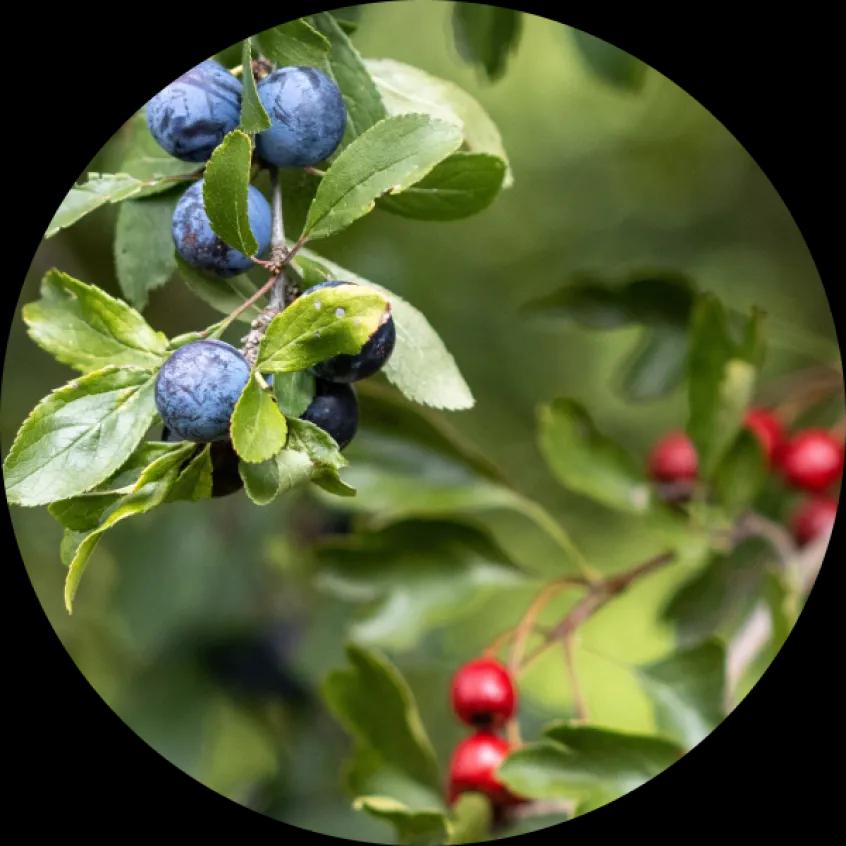 Nordic wild berries